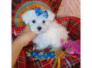 Maltese Puppy for sale in Conway, SC, USA