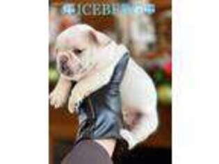French Bulldog Puppy for sale in Seagoville, TX, USA
