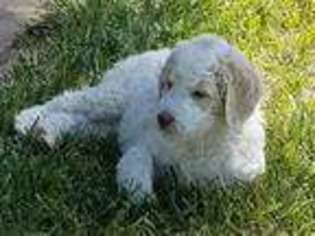 Goldendoodle Puppy for sale in Montrose, CO, USA