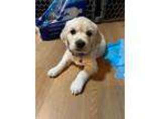 Mutt Puppy for sale in Mira Loma, CA, USA