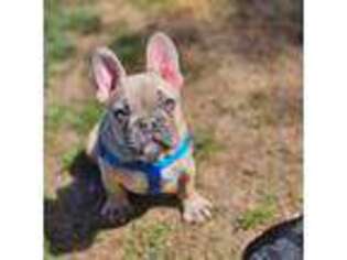 French Bulldog Puppy for sale in Silverton, OR, USA