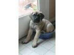 Bullmastiff Puppy for sale in Middletown, MD, USA