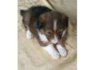 Shetland Sheepdog Puppy for sale in ASHLAND, AL, USA