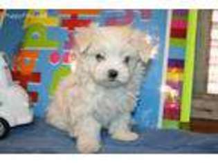 Maltese Puppy for sale in Hackett, AR, USA