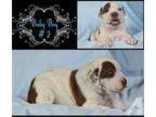Olde English Bulldogge Puppy for sale in RENTON, WA, USA