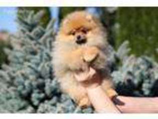 Pomeranian Puppy for sale in Greenport, NY, USA