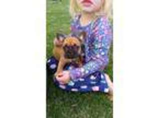 French Bulldog Puppy for sale in Shelley, ID, USA