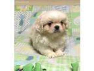 Pekingese Puppy for sale in Lancaster, OH, USA