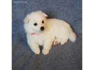American Eskimo Dog Puppy for sale in Falls Church, VA, USA