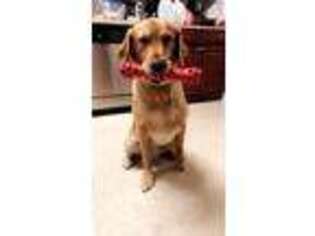 Labrador Retriever Puppy for sale in NEW HAVEN, CT, USA