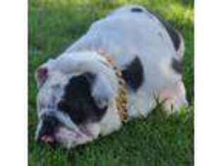Bulldog Puppy for sale in Corona, CA, USA