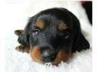 Dachshund Puppy for sale in Linesville, PA, USA