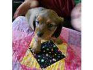 Dachshund Puppy for sale in Wright City, MO, USA