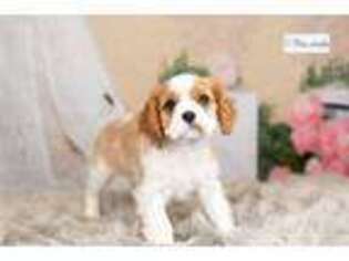 Cavalier King Charles Spaniel Puppy for sale in Fort Wayne, IN, USA