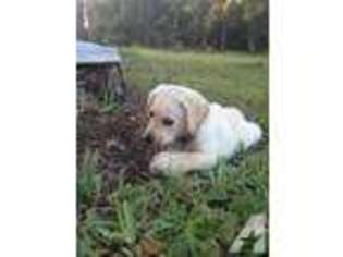 Labrador Retriever Puppy for sale in SCOTTSMOOR, FL, USA