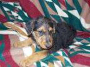 Airedale Terrier Puppy for sale in Montrose, CO, USA