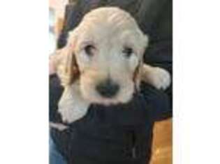 Goldendoodle Puppy for sale in Belfair, WA, USA