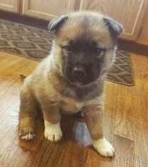 Belgian Malinois Puppy for sale in South Park Village, WA, USA