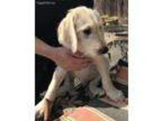 Labradoodle Puppy for sale in Monroe, LA, USA