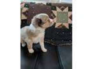 Miniature Australian Shepherd Puppy for sale in Verona, MO, USA