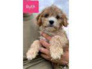 Cavapoo Puppy for sale in Montpelier, IN, USA