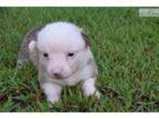 Pembroke Welsh Corgi Puppy for sale in Little Rock, AR, USA