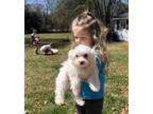 Maltese Puppy for sale in Cartersville, GA, USA