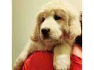 Tibetan Mastiff Puppy for sale in Monument, CO, USA