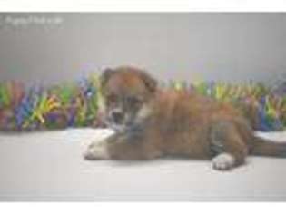 Shiba Inu Puppy for sale in West Point, IA, USA