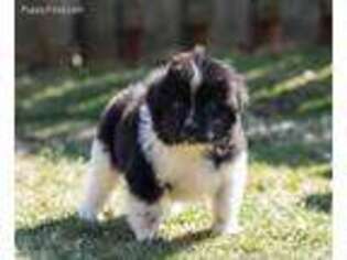 Newfoundland Puppy for sale in Youngstown, OH, USA