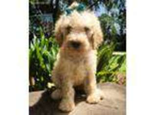 Labradoodle Puppy for sale in Bradley, SC, USA