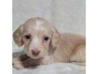 Dachshund Puppy for sale in Ocala, FL, USA