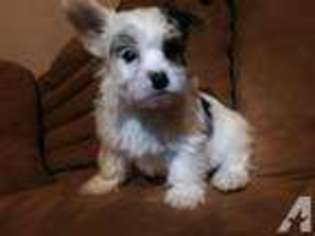 Yorkshire Terrier Puppy for sale in COLUMBUS, TX, USA
