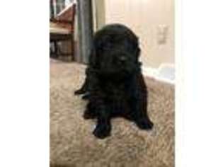Newfoundland Puppy for sale in Hamilton, OH, USA