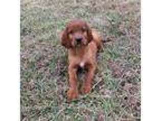 Irish Setter Puppy for sale in Morrison, TN, USA