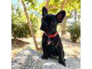 French Bulldog Puppy for sale in Tehachapi, CA, USA