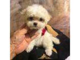 Maltese Puppy for sale in Tamarac, FL, USA