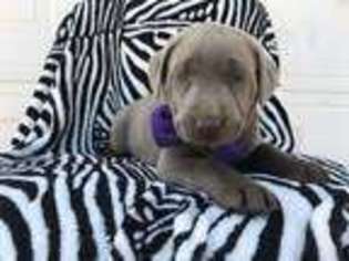 Labrador Retriever Puppy for sale in Narvon, PA, USA