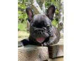 French Bulldog Puppy for sale in Garberville, CA, USA