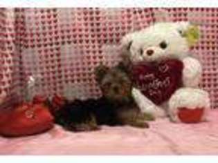 Yorkshire Terrier Puppy for sale in Sainte Genevieve, MO, USA