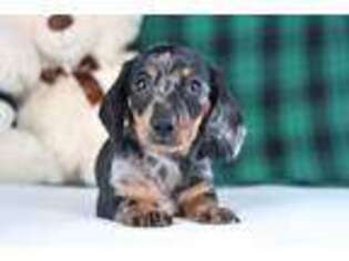 Dachshund Puppy for sale in Millersburg, OH, USA