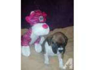 Boxer Puppy for sale in ROSEBURG, OR, USA