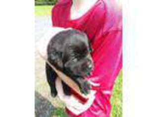 Labrador Retriever Puppy for sale in Boonville, NY, USA