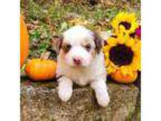 Miniature Australian Shepherd Puppy for sale in Topsfield, MA, USA