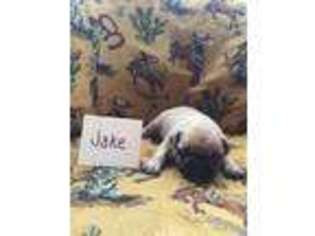 French Bulldog Puppy for sale in Newhope, AR, USA