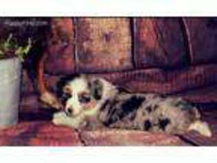 Australian Shepherd Puppy for sale in Fennimore, WI, USA