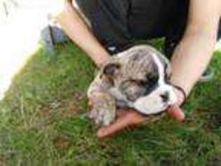 Bulldog Puppy for sale in Walker, MN, USA