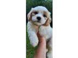 Cavachon Puppy for sale in East Bridgewater, MA, USA
