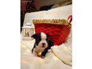 Boston Terrier Puppy for sale in Modesto, CA, USA