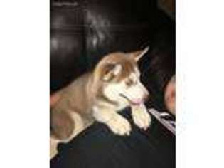 Siberian Husky Puppy for sale in Salem, OH, USA